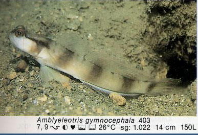 Amblyeleotris gymnocephala